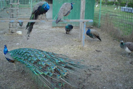Manastirea Saon
