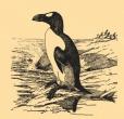 pinguin