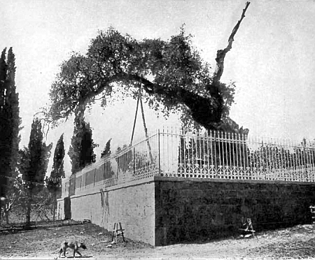 Stejarul lui Avraam din Mamvri - Hebron
