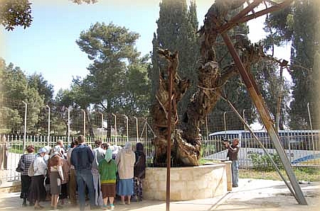 Stejarul lui Avraam din Mamvri - Hebron