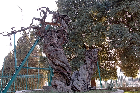 Stejarul lui Avraam din Mamvri - Hebron