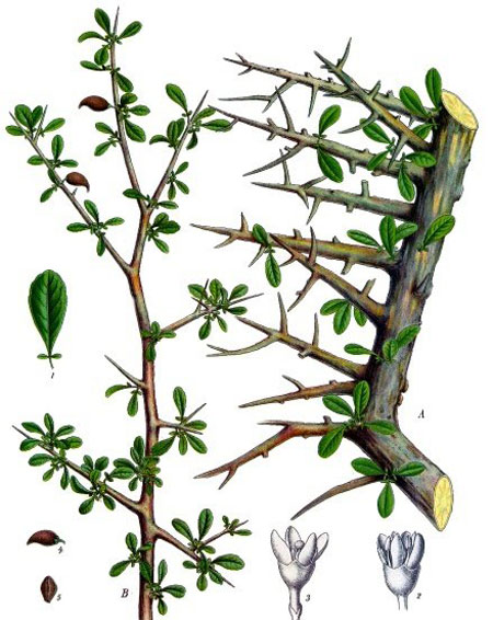 Smirna - planta