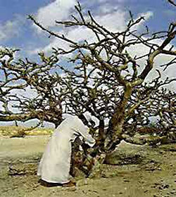 Smirna - culegerea smirnei