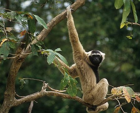 Ghibonul Hilobates Pileatus