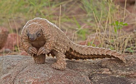 Pangolinul