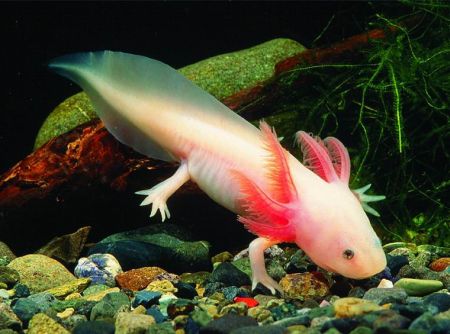 Salamandra Axolotl
