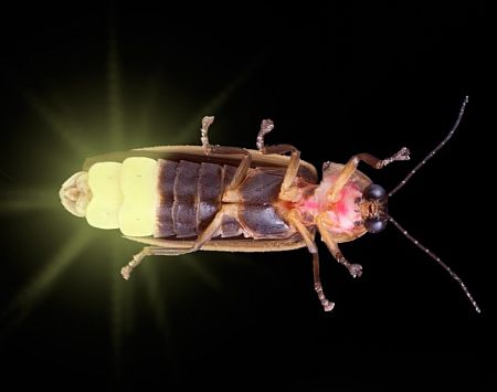 Bioluminiscenta - Lumina trupului nostru