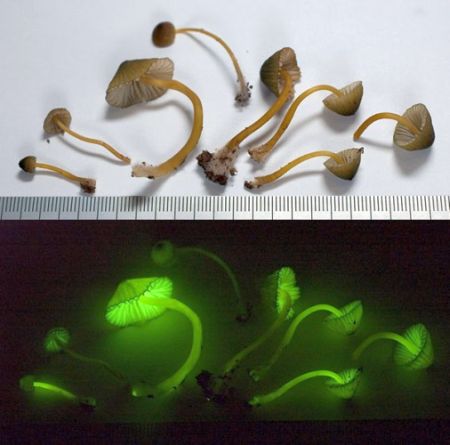Bioluminiscenta - Lumina trupului nostru