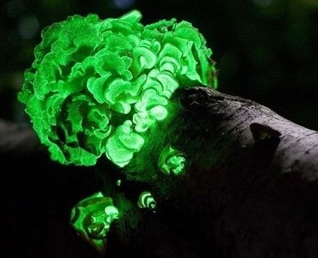 Bioluminiscenta - Lumina trupului nostru