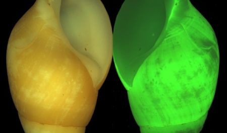 Bioluminiscenta - Lumina trupului nostru