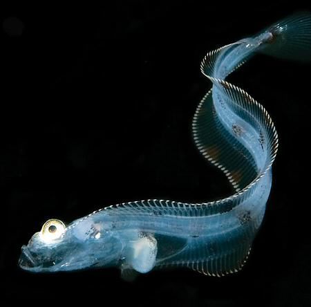 Bioluminiscenta - Lumina trupului nostru