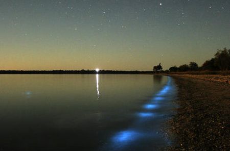 Bioluminiscenta - Lumina trupului nostru