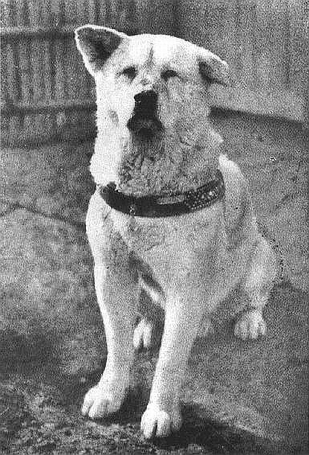 Filmul Hachiko - Povestea adevarata a unui Caine