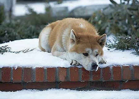 Filmul Hachiko - Povestea adevarata a unui Caine